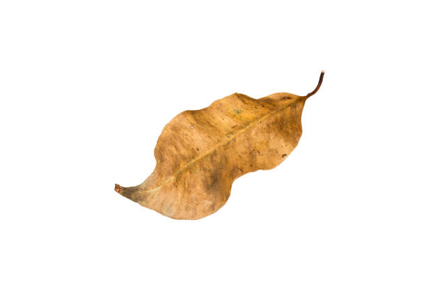 Dry leaf on white background stock photo