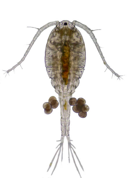 istock Copepod (Zooplankton) are a group of small crustaceans 654451422