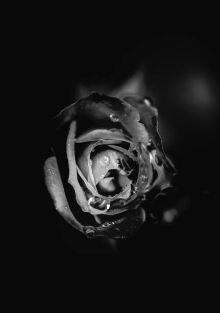 istock Rose flower tune in Black and White 654472844