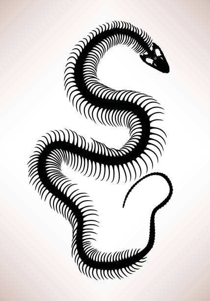 Snake Bone Skeleton A silhouette showing a big snake bone. snake anatomy stock illustrations