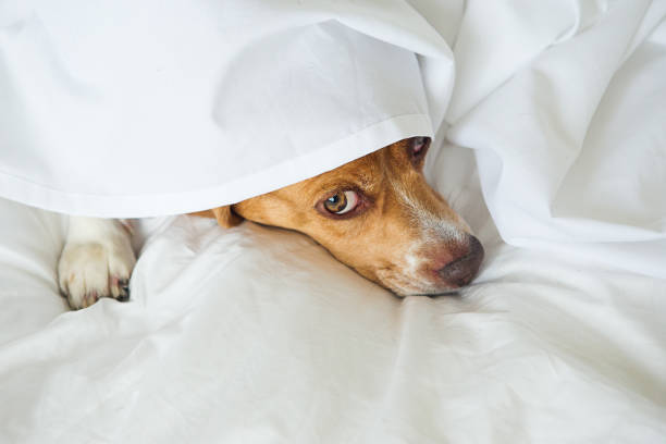 istock Beagle dog laying in bed 654503490