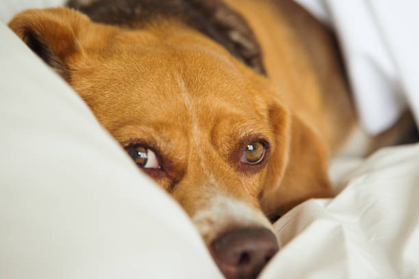 istock Beagle dog laying in bed 654504336