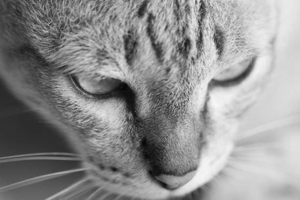 istock Funny close up of a cute Thai cat 654504480