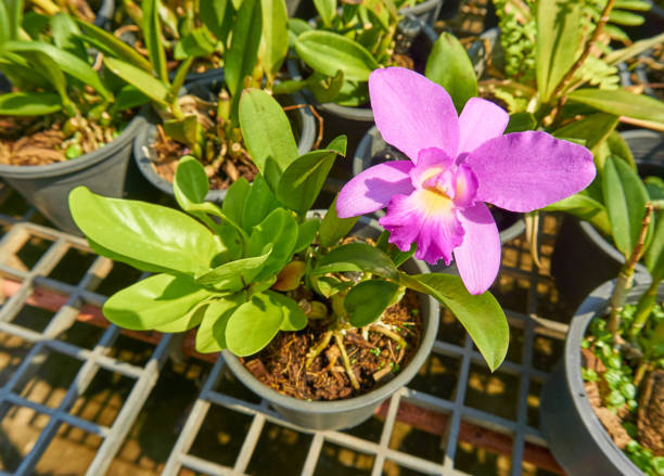 istock Bright pink orchid in flower pot. 654507802