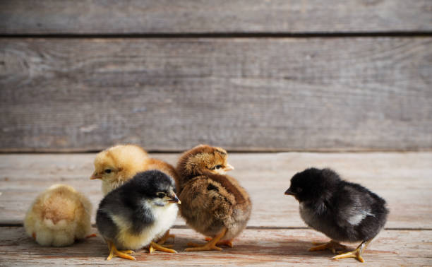 istock chicken on wooden background 654513842