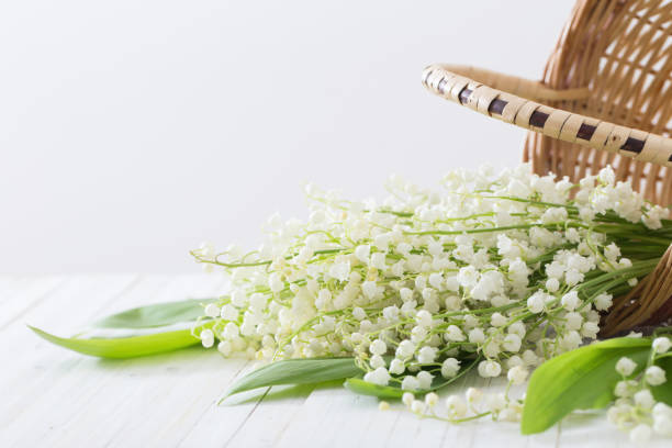 istock may-lily in basket on white background 654513860