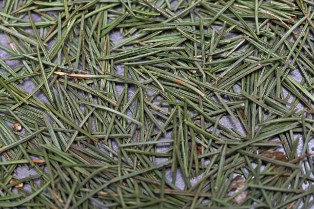 A thick blanket of pine needles underneath tall pine treest.