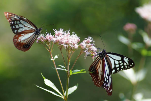 istock Two Chestnut tiger butterflies at the table 654529766