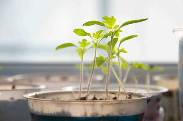istock Seedlings of tomatoes in white round plastic container close up. 654534380