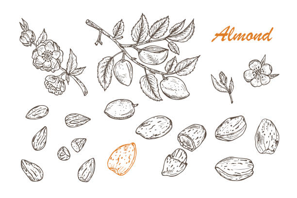 ilustrações, clipart, desenhos animados e ícones de mão desenhado conjunto de amêndoas: ramos com folhas e frutos imaturos. flor de amêndoa. nozes e sementes. ilustração em vetor. - amêndoa