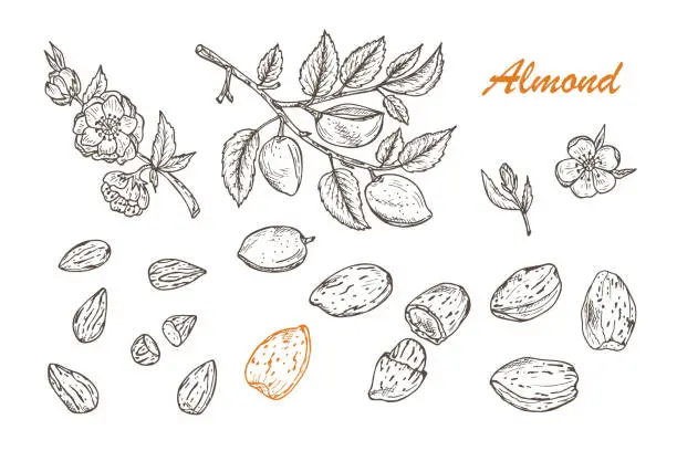 Vector illustration of Hand drawn Almonds set: Branches with leaves and immature fruit. Blossoming almond. Nuts and kernels. Vector illustration.