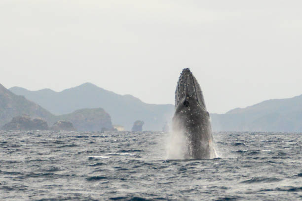 istock Wild Humpback whale tail - Nature cruise asia 654544774