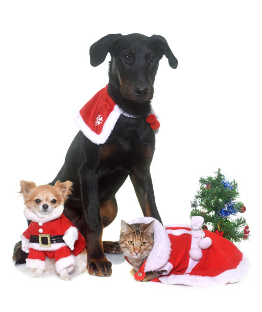istock young beauceron, cat and christmas 654547998