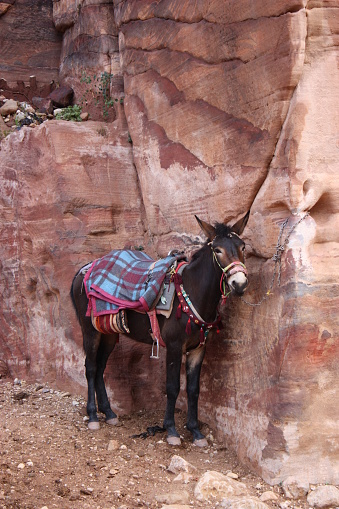 Donkey in ancient nabatean city of Petra, Jordan
