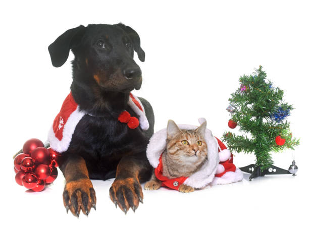 istock young beauceron, cat and christmas 654548212