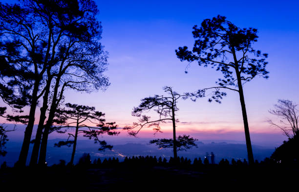 silhouette concept of Sunset View Point at Phu Ruea National Park, Loei, Thailand with Golden sky background and pinus kesiya tree on twilight tone after sunset.