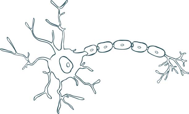 617 Neuron Cartoon Stock Photos, Pictures & Royalty-Free Images - iStock