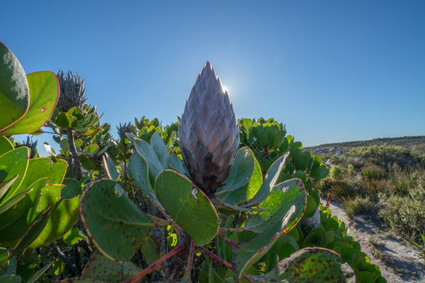 istock Closed Protea Flower Against a Clear Blue Sky 654559444