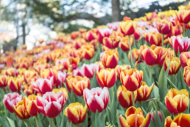 istock colorful Tuilip in the garden. 654560192