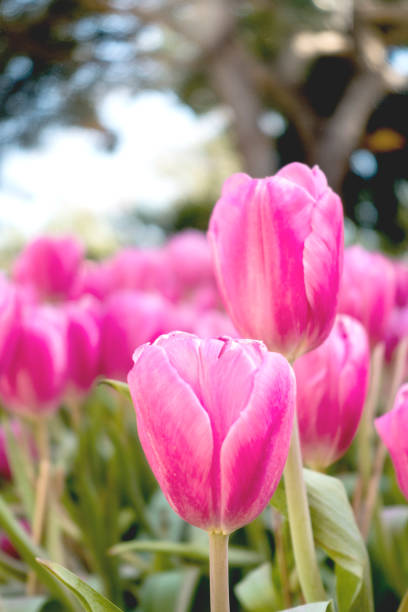 istock colorful Tuilip in the garden. 654560194