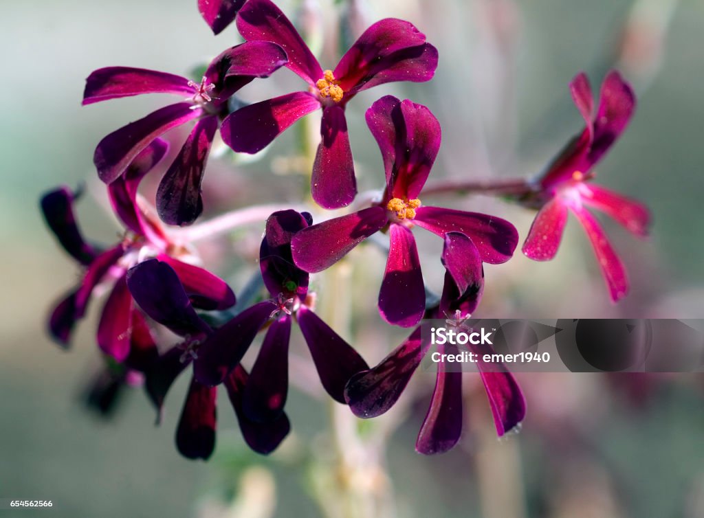 Cape Pelargonium; sidoides Geranium Stock Photo