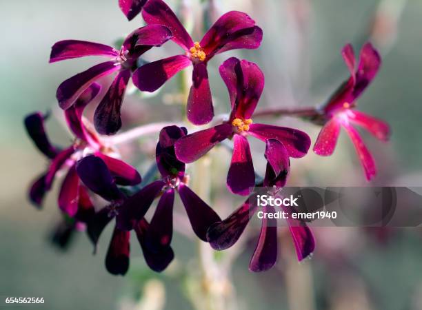 Cape Pelargonium Sidoides Stock Photo - Download Image Now - Geranium, Flower, Flower Head
