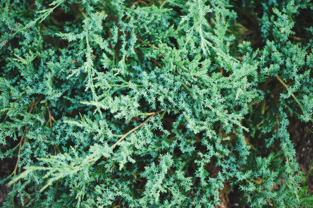 Juniperus horizontalis Agnieszka pattern closeup in summer. Growing conifers in garden Juniperus horizontalis Agnieszka pattern closeup in summer. Growing conifers in garden juniperus horizontalis stock pictures, royalty-free photos & images