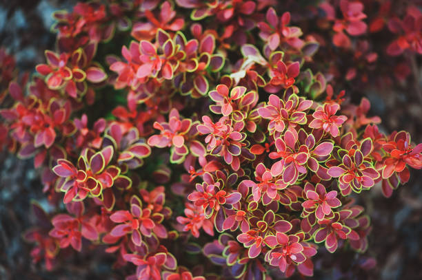 istock berberis thunbergii Admiration close up in summer garden 654562720