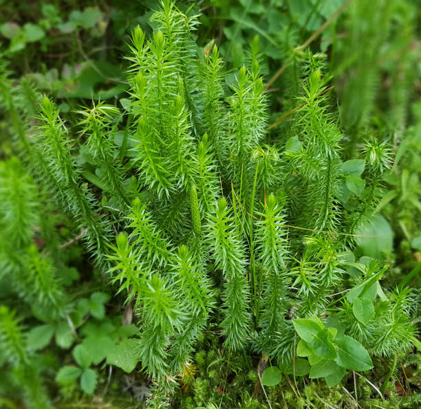 Stagshorn clubmoss, Lycopodium clavatum Stagshorn clubmoss, Lycopodium clavatum lycopodiaceae stock pictures, royalty-free photos & images