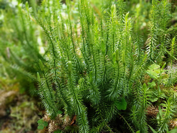 Stagshorn clubmoss, Lycopodium clavatum Stagshorn clubmoss, Lycopodium clavatum lycopodiaceae stock pictures, royalty-free photos & images