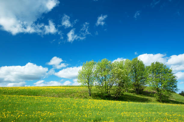 istock Field with dandelions and blue sky 654567162