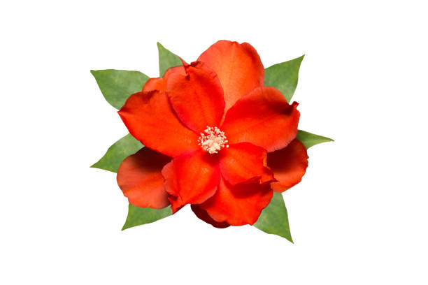 Red Orange Flower with Green Leaves Isolated on White Background