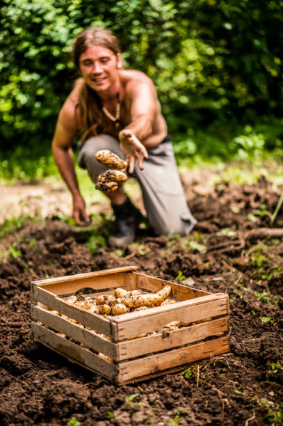 Farmer On Organic Farm Harvesting Potatoes