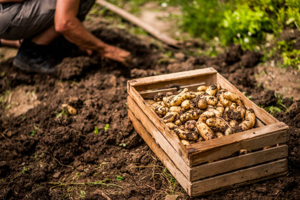 Farmer On Organic Farm Harvesting Potatoes