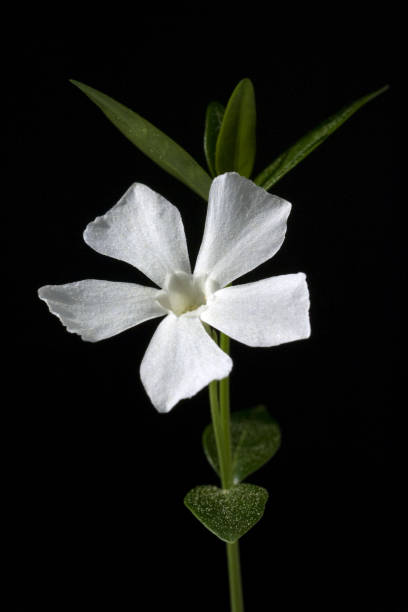 istock Small; Immergruen; Vinca minor 654570228