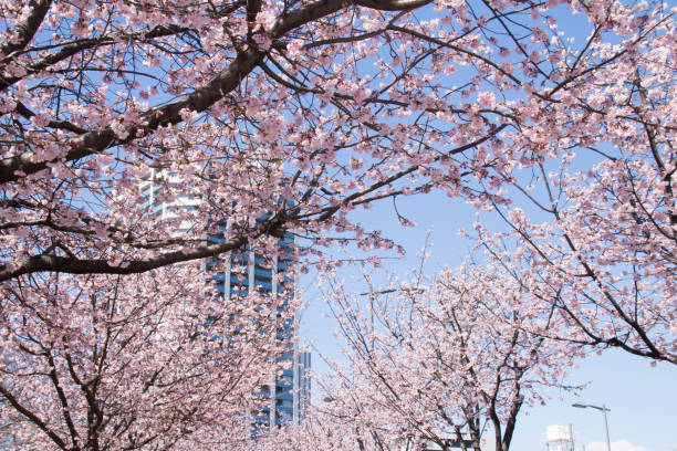 istock Cherry blossoms and apartments in full bloom 654573064