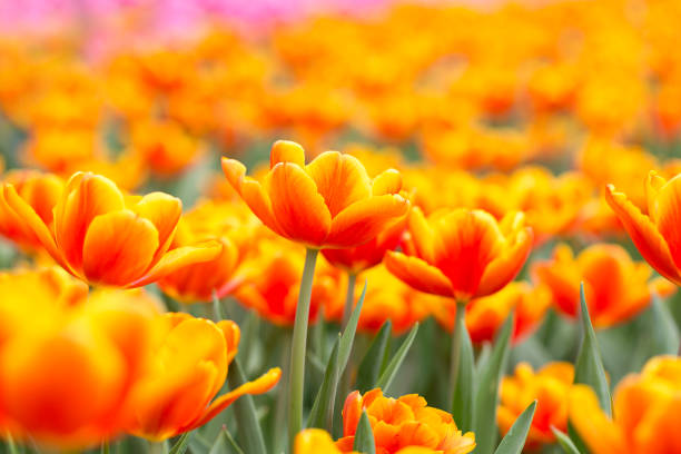 istock Orange tulips in the spring sunshine 654574086