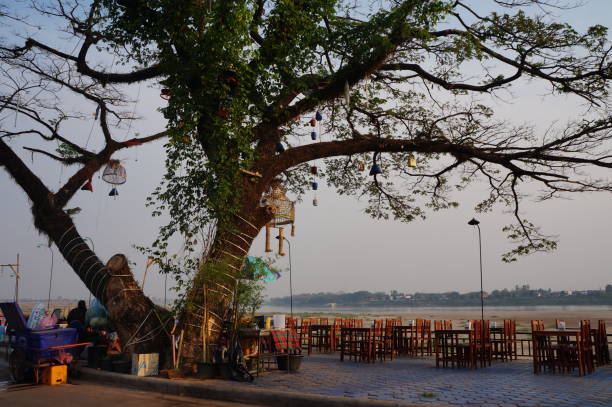 big tree in Laos (vientian) big tree with mobile in Laos (vientian) vientian stock pictures, royalty-free photos & images