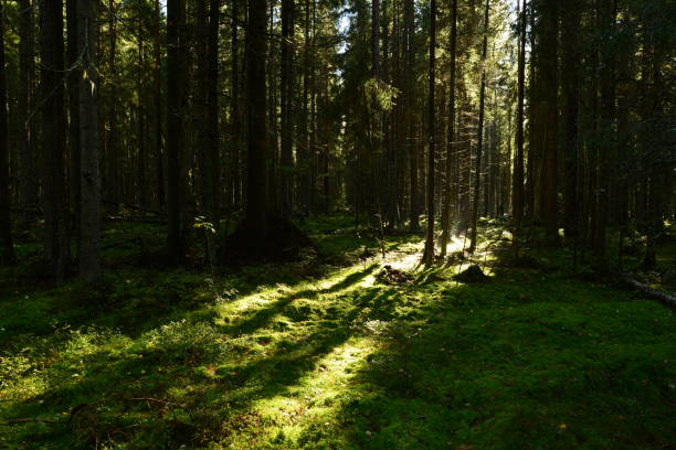 istock Shadows and light of sunlight at dawn on a moss of a coniferous forest 654578106