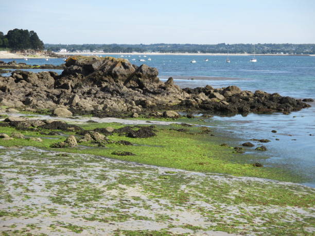 plage polluée par les algues vertes - yellow green algae stock-fotos und bilder