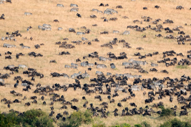 istock Animals Herds Great Migration Arial wide view in Kenya 654578548