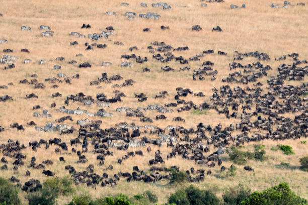 istock Animals Herds Great Migration Arial wide view in Kenya 654578552