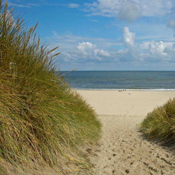 istock dunes, Vlieland the Netherlands 654581172