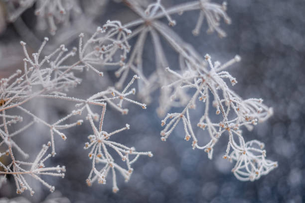 istock Frozen plants with frost over blue background 654584044