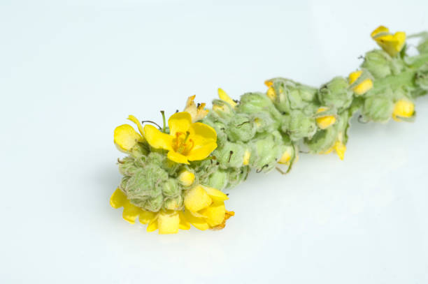 Close up of a great mullein (verbascum thapsus) flower in bloom