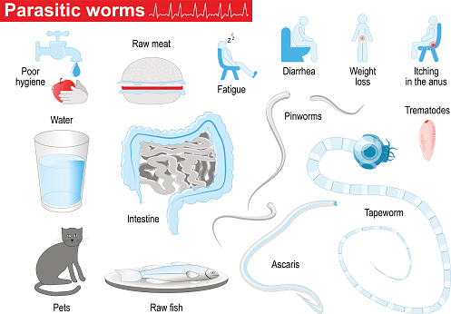 Parasitic worms. Helminths are parasites of human. flat and round worms. Ascaris, trematodes, tapeworm, and Pinworms. human diseases and disorders. Medical Infographic set with icons and other elements. symbols for design.