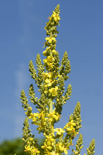 istock Verbascum; speciosum; Koenig candle 654584394