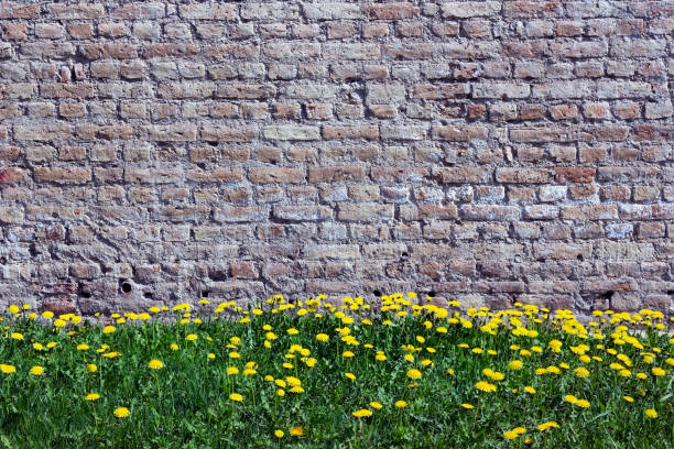 istock Old yellow bricks wall and dandelions spring urban background 654587638