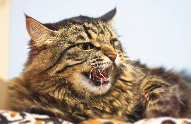 istock Aggressive, angry, mad, unpredictable cat. Protects against a predator attack. Blur bokeh background 654589566