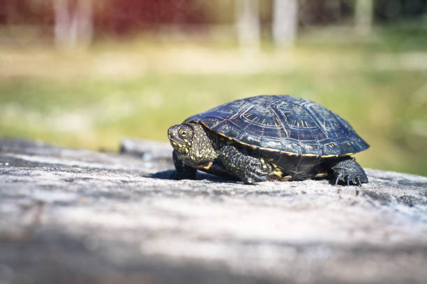 istock Turtle on green background on the stump. tropical animal forest. Blurred bokeh background 654591810